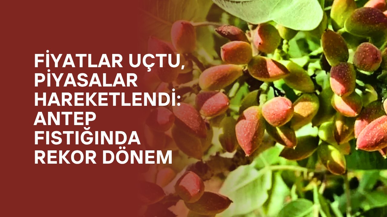 Fiyatlar Uçtu, Piyasalar Hareketlendi: Antep Fıstığında Rekor Dönem